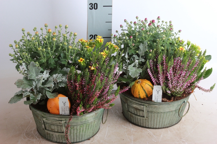 <h4>ARR TUINPLANTEN</h4>