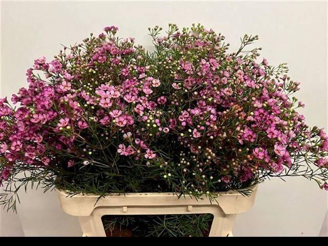 <h4>CHAME UN JUPITER</h4>