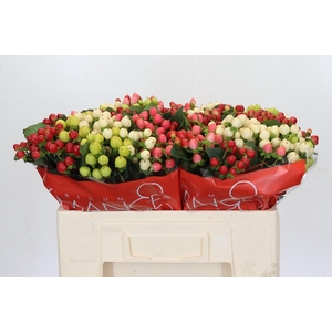 Hypericum Rainbow Romance