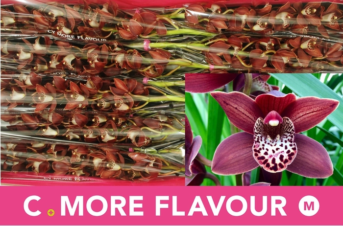 <h4>CYMB MI GOING WEST</h4>