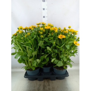 Rudbeckia   ...