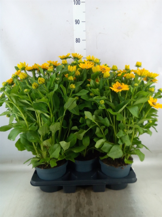 <h4>Rudbeckia   ...</h4>