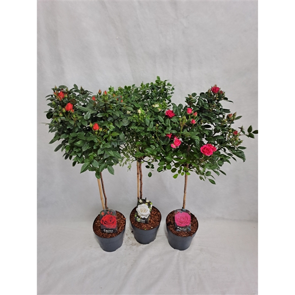 <h4>Roos op stam kleinbloemig P19 55cm mix</h4>