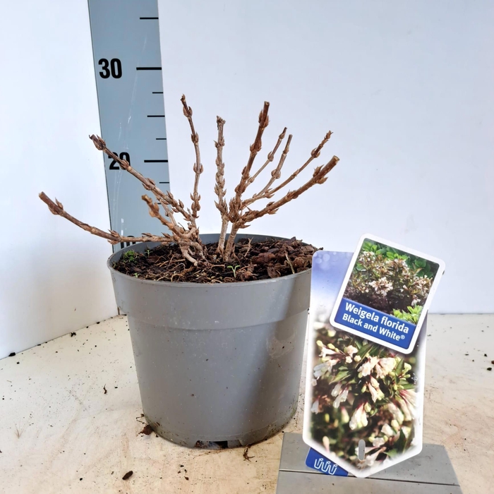 Weigela florida Black and White® ('Courtacad 1'PBR)
