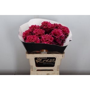 Wax Brassica Bras Wax Cerise