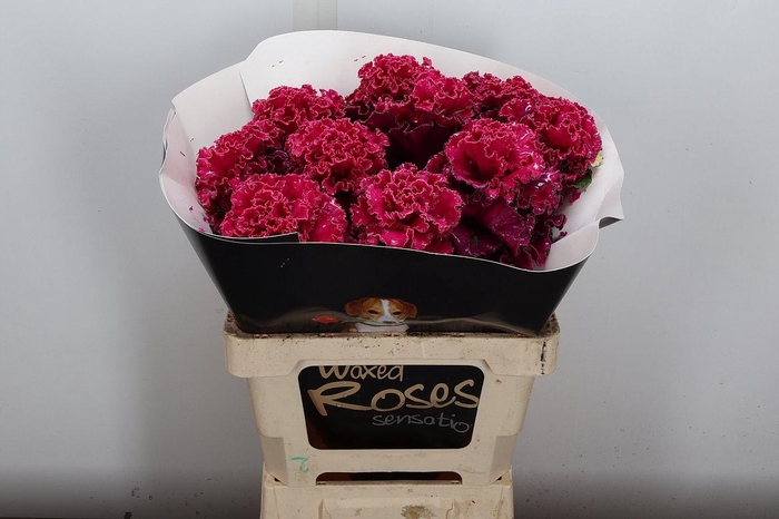 <h4>Brassica (fr) Wx Cerise</h4>