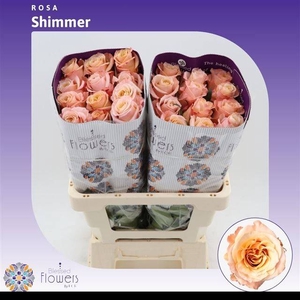 R GR SHIMMER