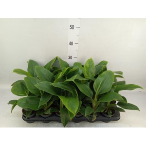 Philodendron  'Green Beauty'