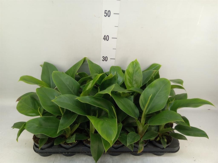 <h4>Philodendron 'Green Beauty'</h4>