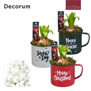Arrangementen Hyacinthus 6%