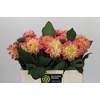 Dahlia Princess Elisabeth