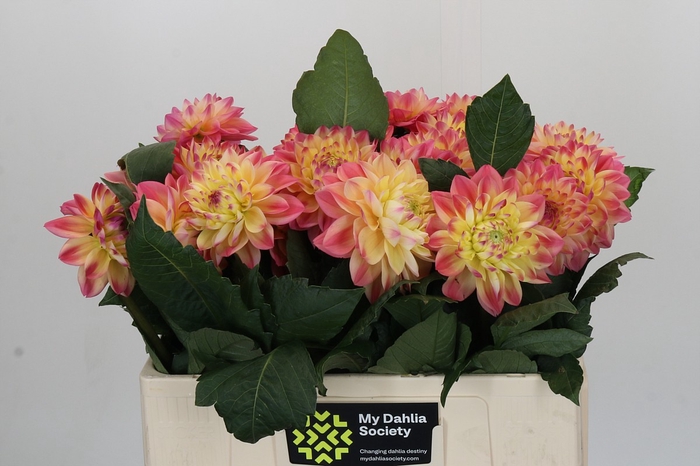 <h4>Dahlia Princess Elisabeth</h4>