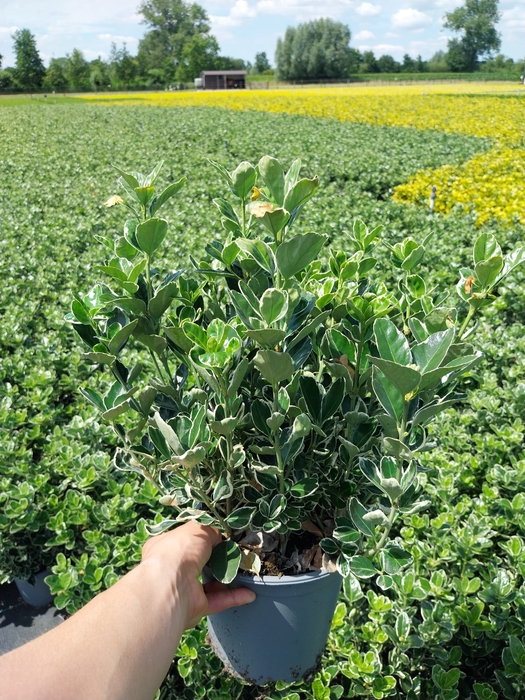 <h4>Euonymus jap. Kathy</h4>