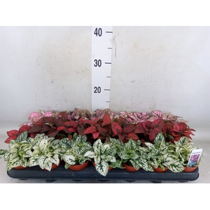 Hypoestes phyllo.   ...mix