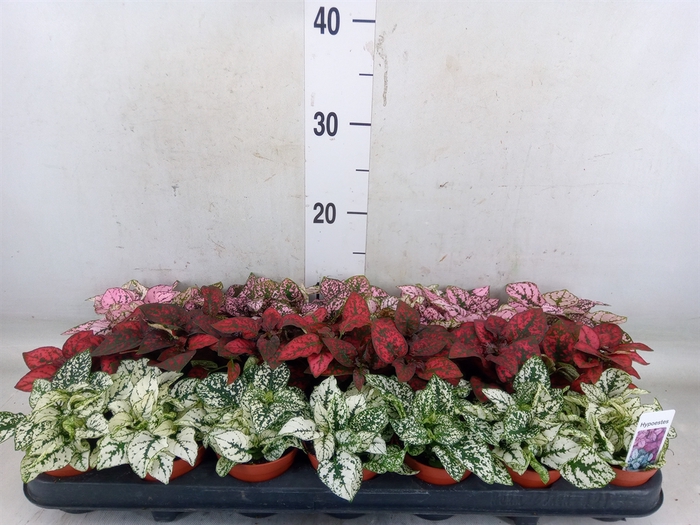 <h4>Hypoestes phyllo.   ...mix</h4>