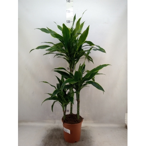 Dracaena fr de 'Art'