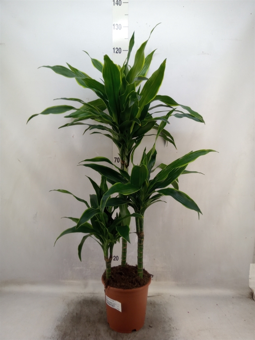 Dracaena fr de 'Art'