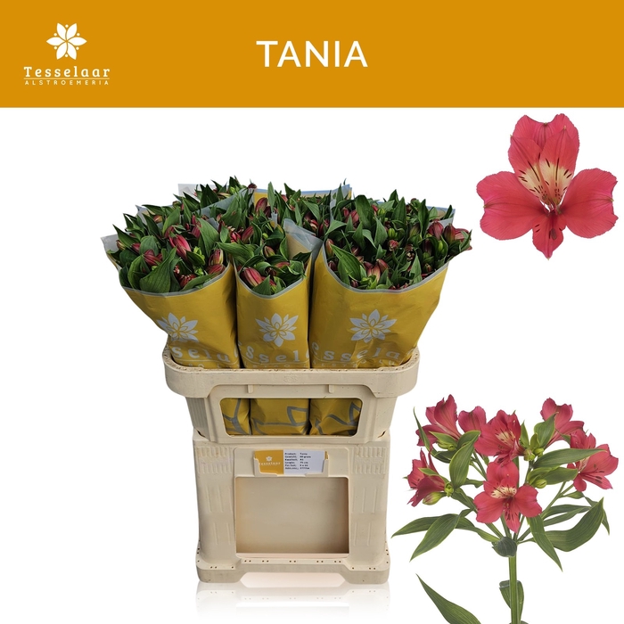 <h4>ALSTR TANIA</h4>