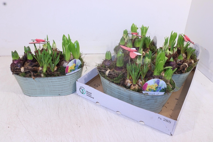 <h4>ARR BOL KNOLGEWAS</h4>