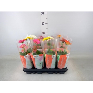 Gerbera  'Colourgame'   ...mix