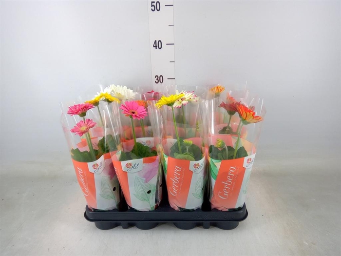 <h4>Gerbera  'Colourgame'   ...mix</h4>