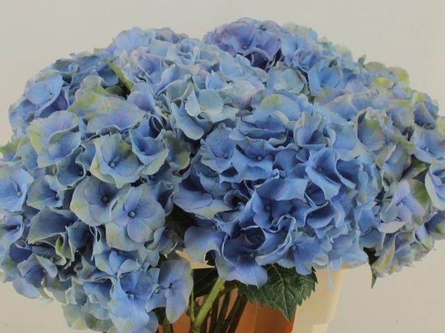 <h4>HYDR M ROY PALACE</h4>