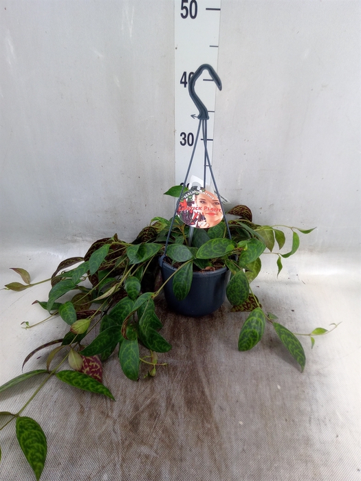 <h4>Aeschynanthus marmoratus</h4>