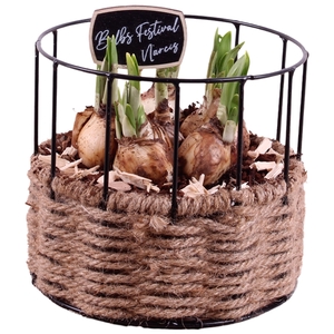 Bulbs Arr. Narcis Metal Frame Rope Pot Round Ø17cm