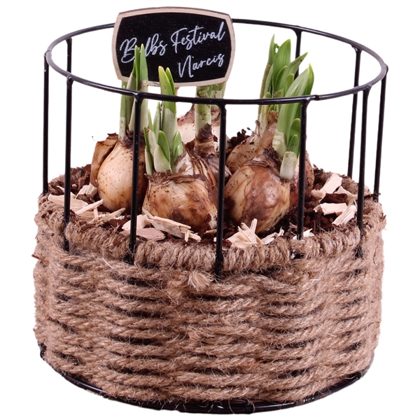 <h4>Bulbs Arr. Narcis Metal Frame Rope Pot Round Ø17cm</h4>