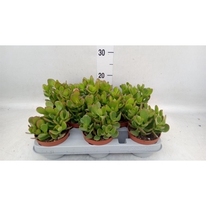 Crassula ovata
