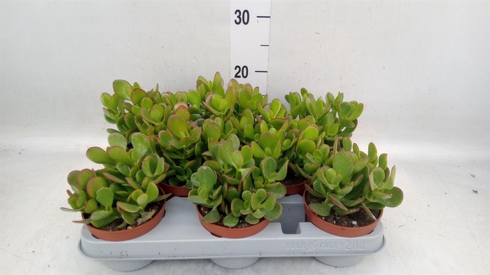 <h4>Crassula ovata</h4>