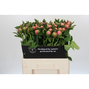 Paeonia Etched Salmon