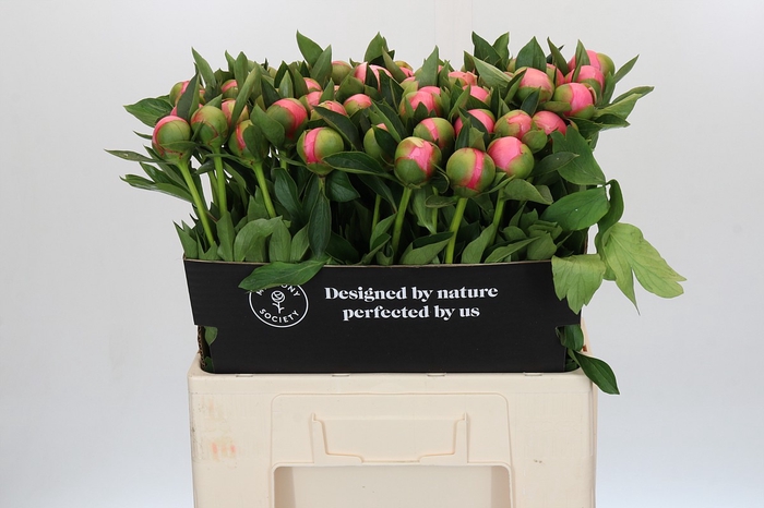 Paeonia Etched Salmon