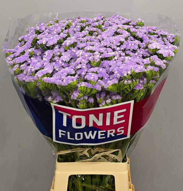 <h4>LIM S LUNA BLUE</h4>