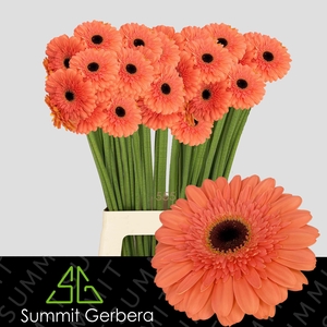 Gerbera Colin Water x40 Lang