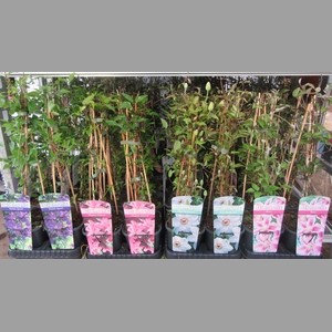 Clem Mixk 1 Kleur Per Tray