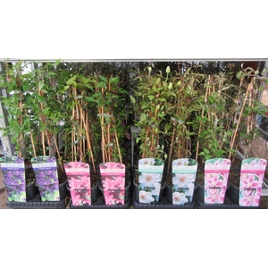 Clem Mixk 1 Kleur Per Tray