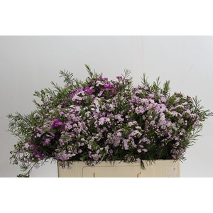 Chamelaucium Dancing Queen