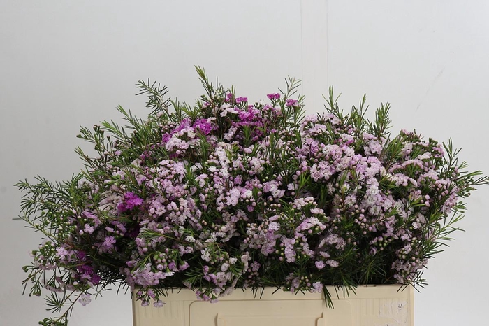 Chamelaucium Dancing Queen