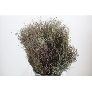 Thym Falso 250gr Pbs