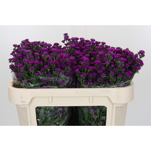 Aster Paars