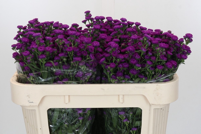 <h4>Aster Paars</h4>