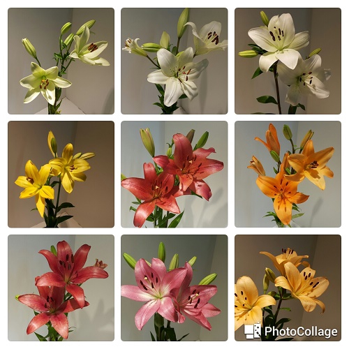 <h4>Lilium LA Mix 3+ buds</h4>