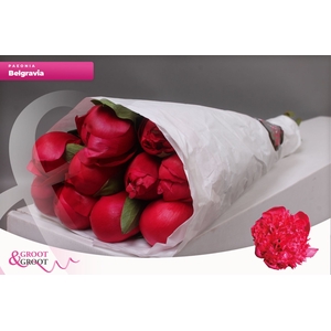 Paeonia Belgravia | Heavy Quality