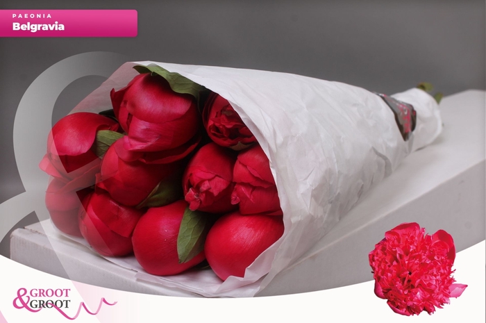 <h4>Paeonia Belgravia | Heavy Quality</h4>