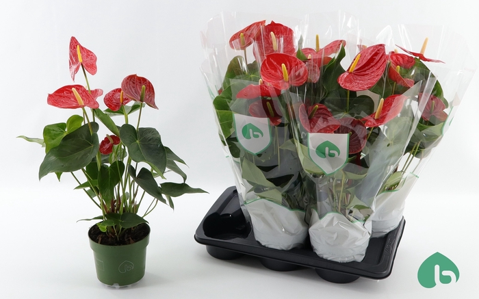 <h4>ANTHU AN AREBO</h4>