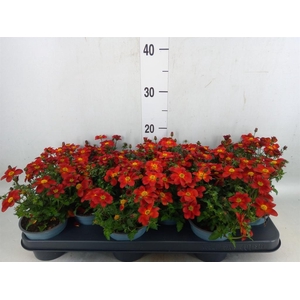 Bidens  'Eldoro Red'