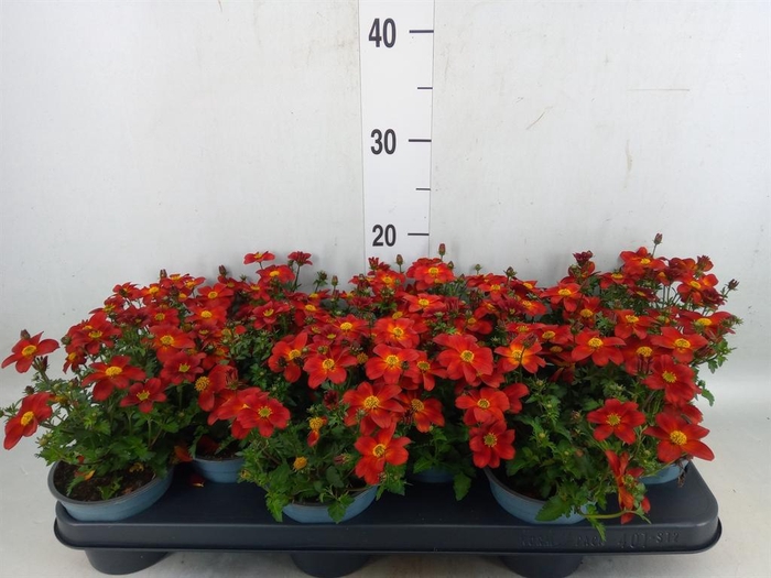 <h4>Bidens  'Eldoro Red'</h4>