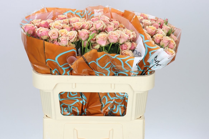 <h4>Rosa Tr Antigua</h4>