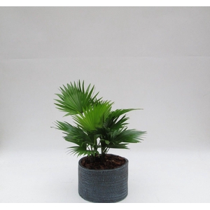 Livistona rotundifolia in Ruby pot